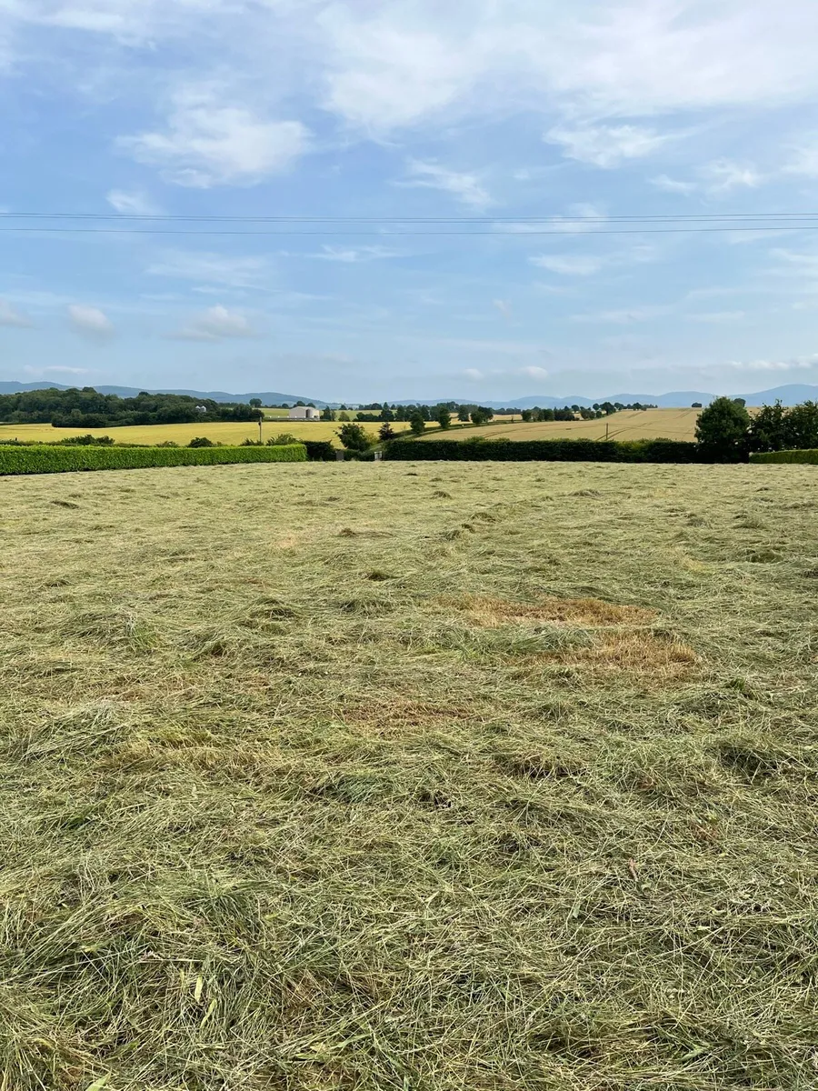 Hay - Image 2