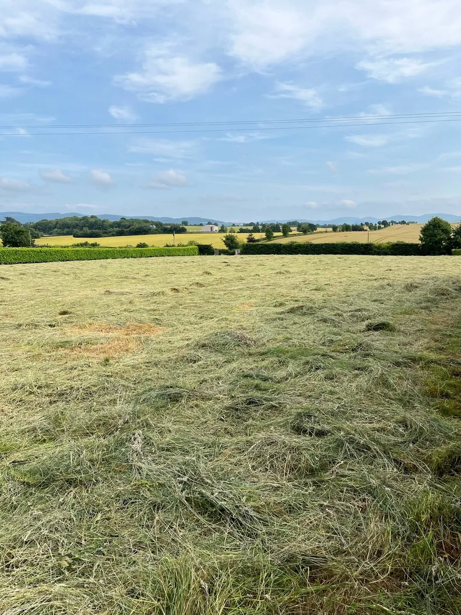Hay - Image 3