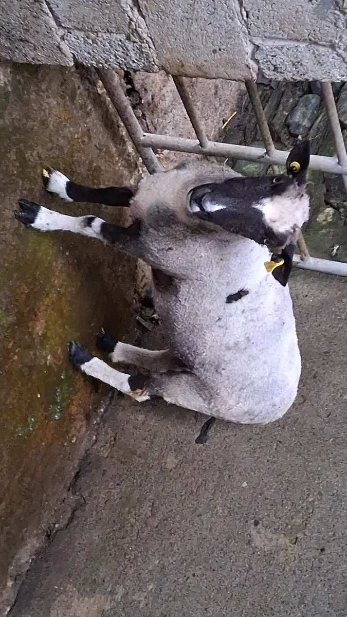 Hogget ewe - Image 1