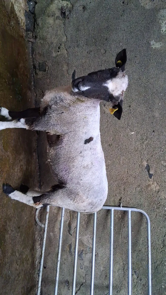Hogget ewe - Image 2
