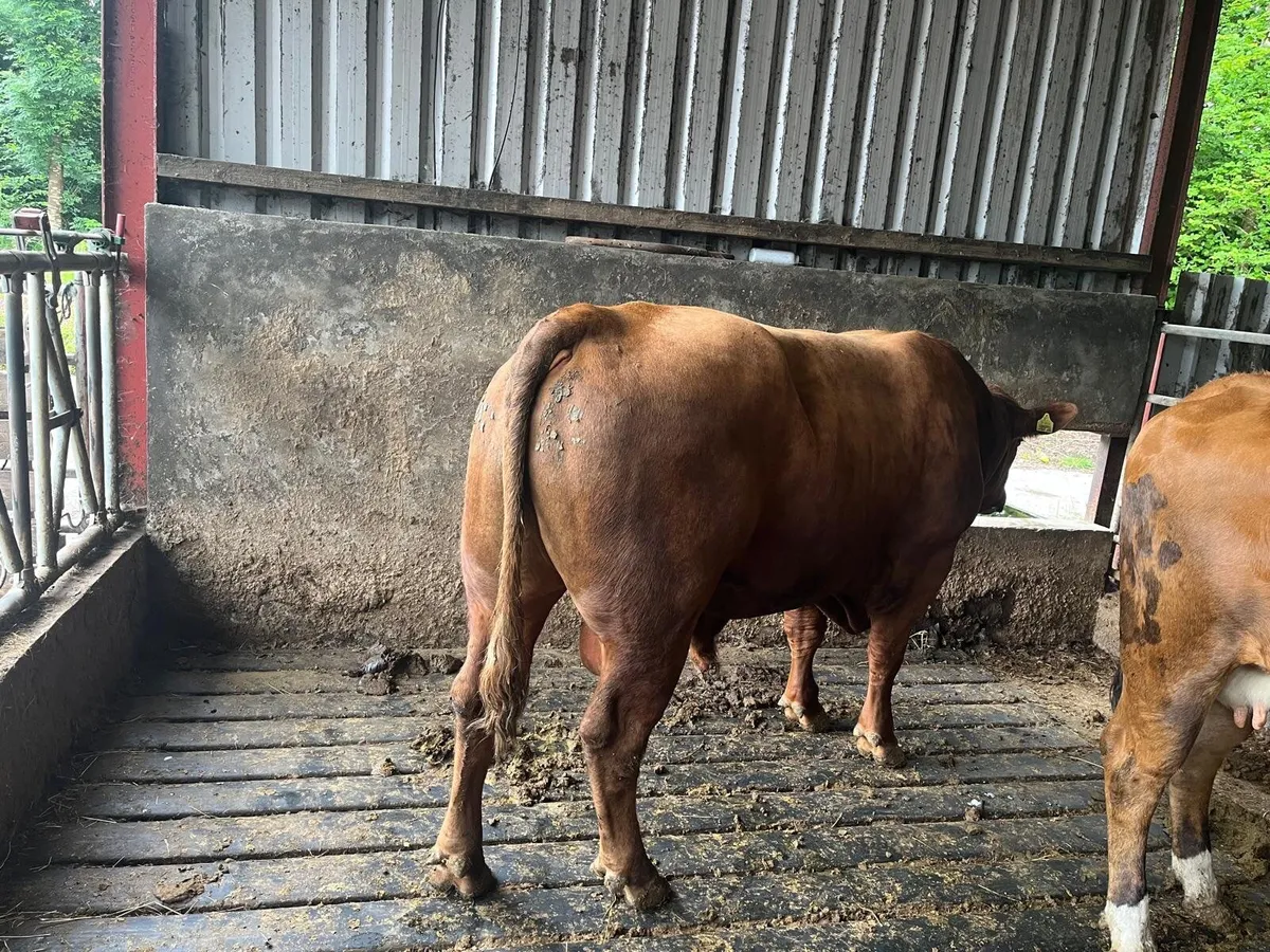 Red Angus Bull - Image 2