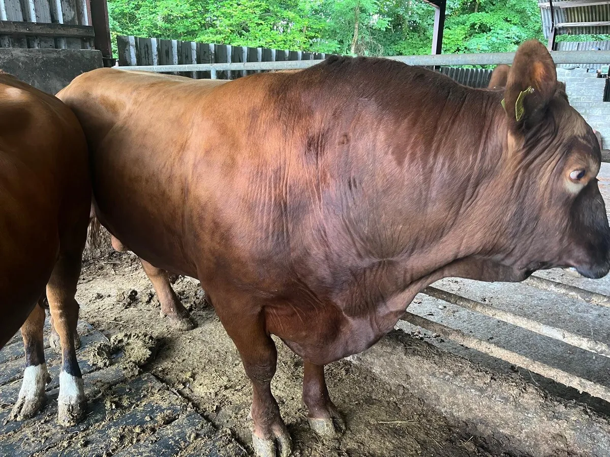 Red Angus Bull - Image 1