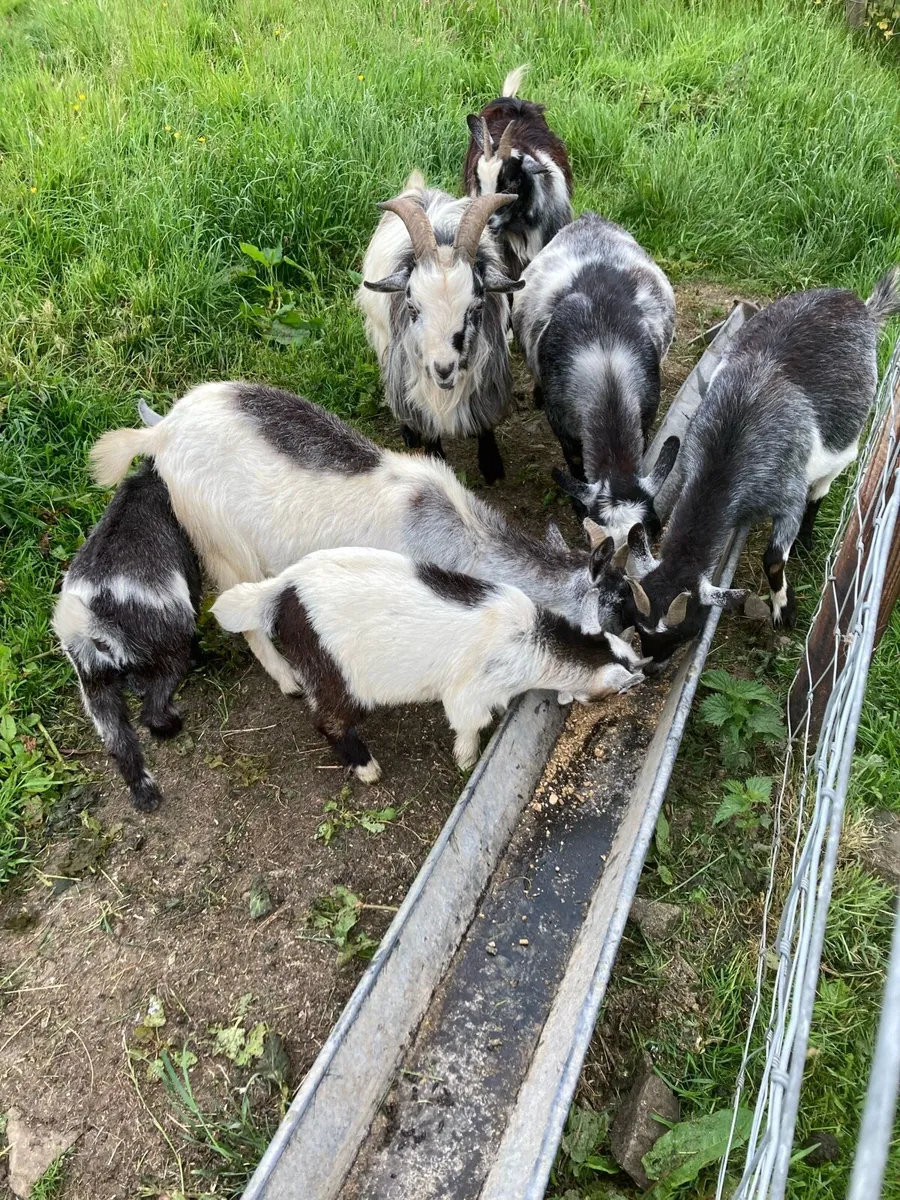 Pygmy Goats - Image 1