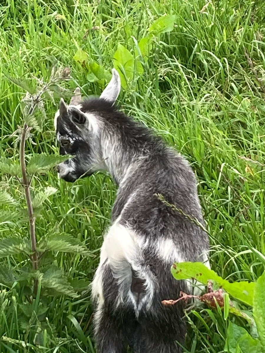 Pygmy Goats - Image 2