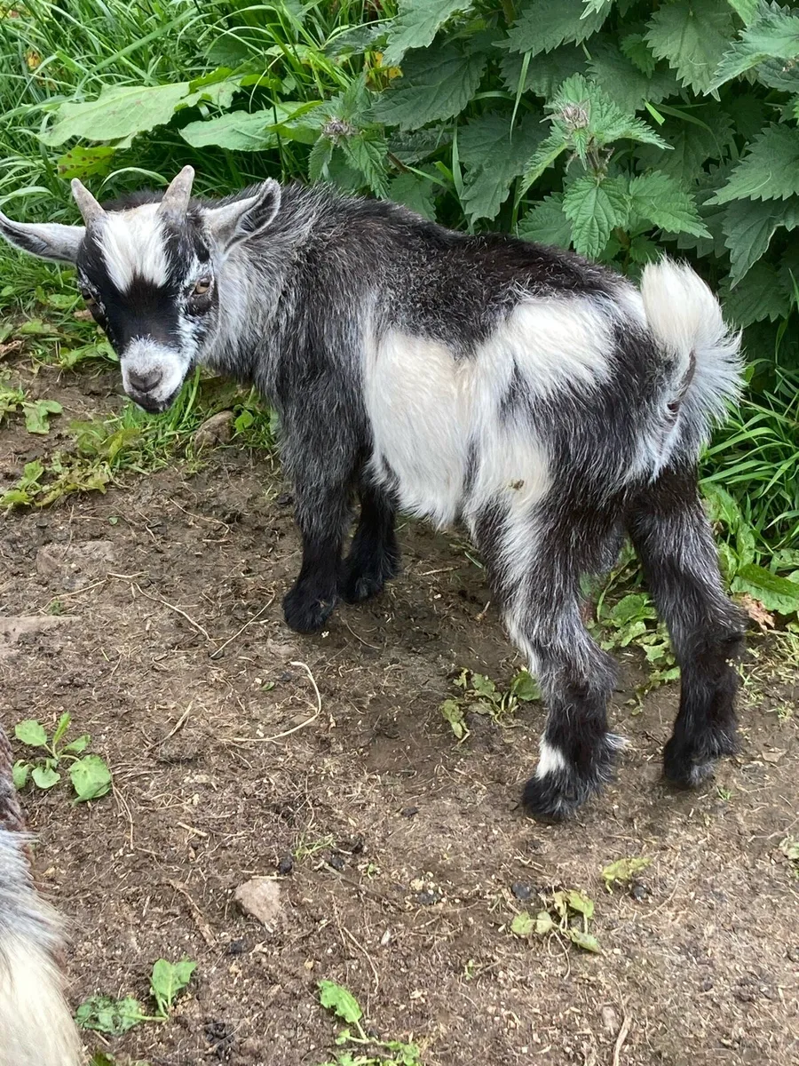 Pygmy Goats - Image 3