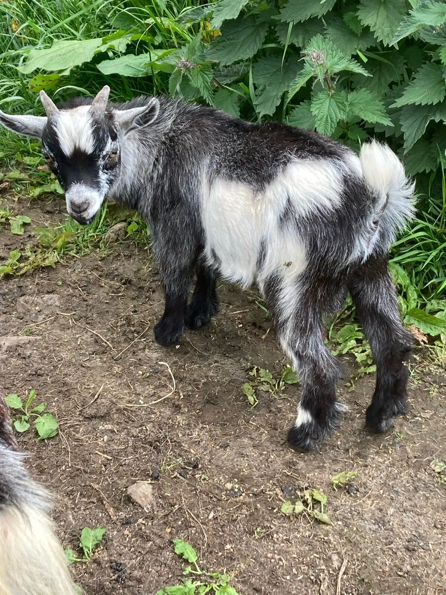 Pygmy Goats - Image 4