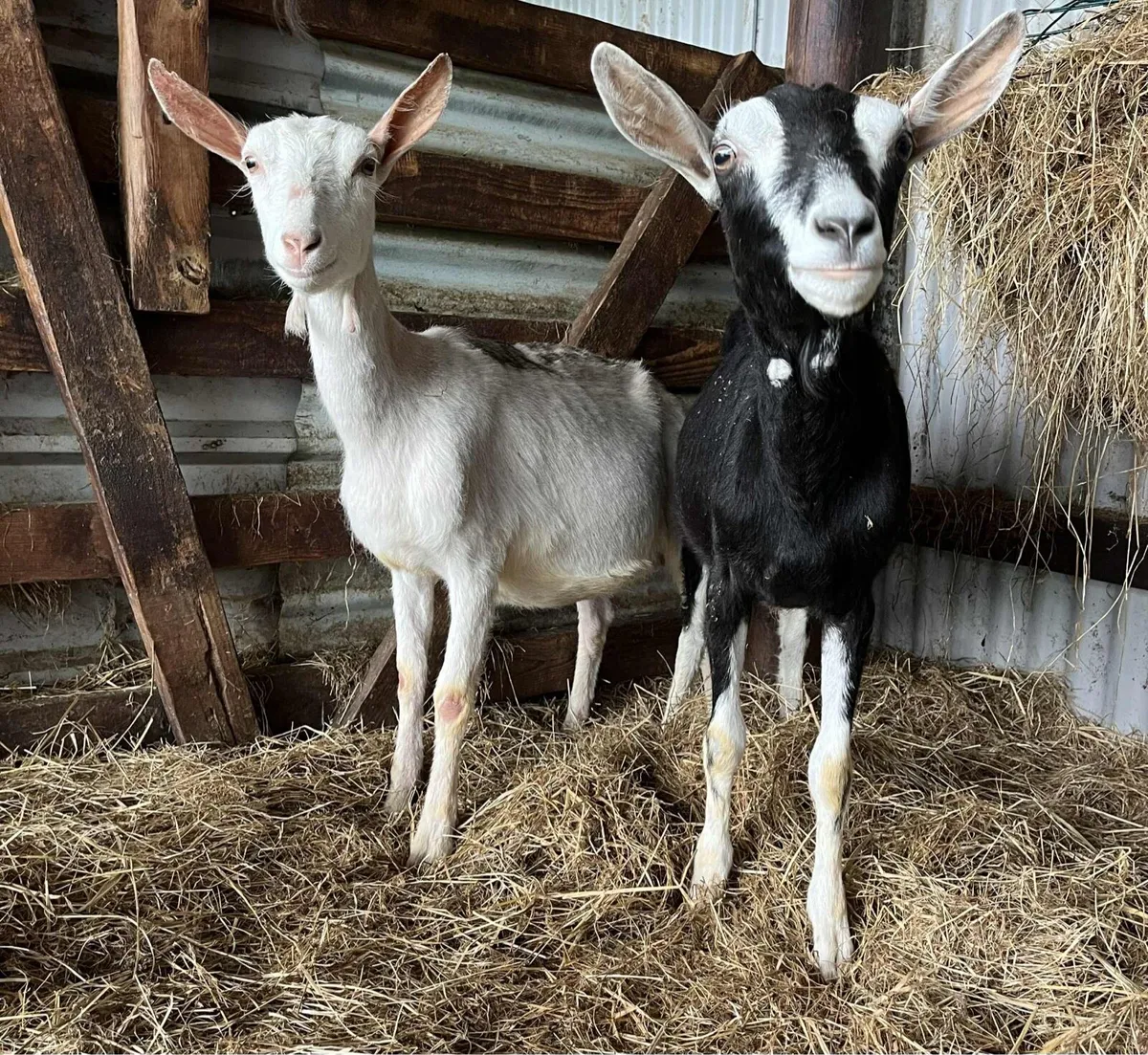 Alpine female Goat