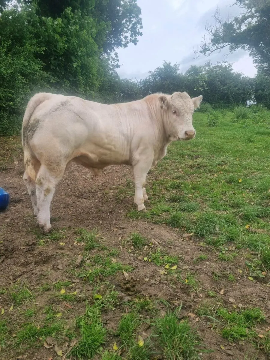 Charolais Bull - Image 1