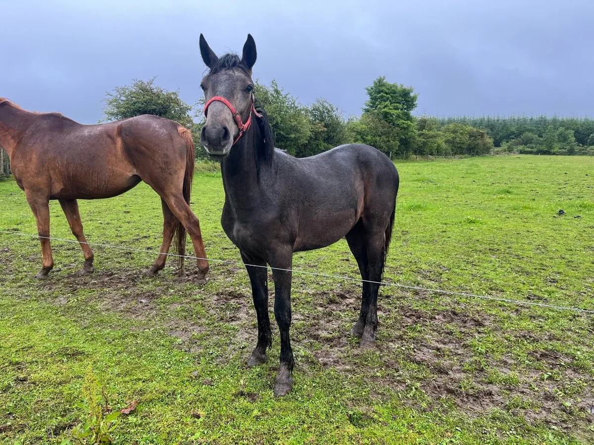 Yearling Connemara - Image 1