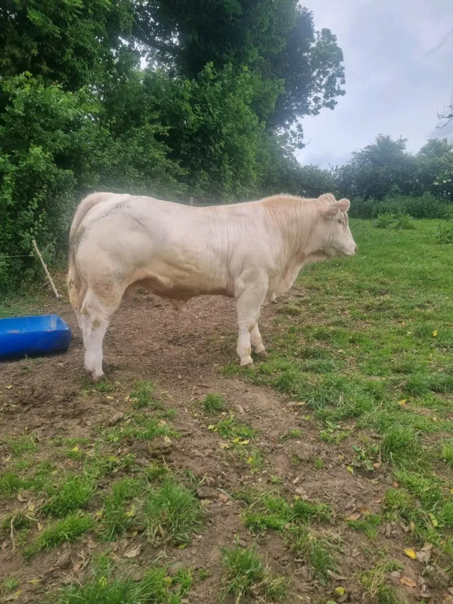 Charolais Bull - Image 2