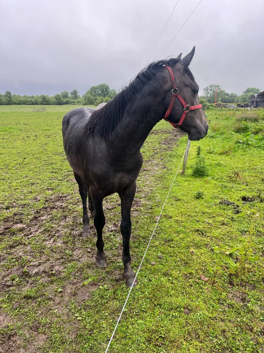 Yearling Connemara - Image 2