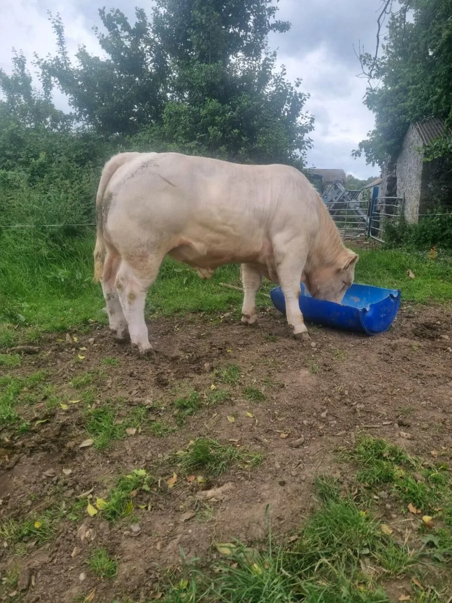 Charolais Bull - Image 3