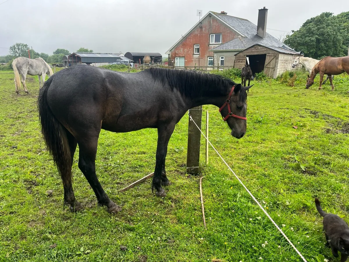 Yearling Connemara - Image 4