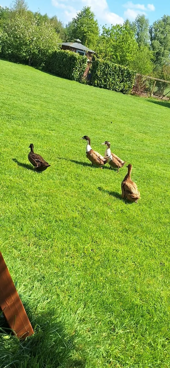 Duck eggs and ducklings - Image 3