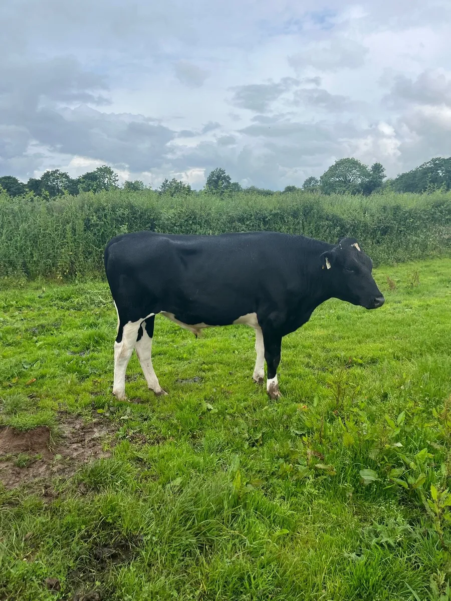 12 fr Bullocks - Image 1