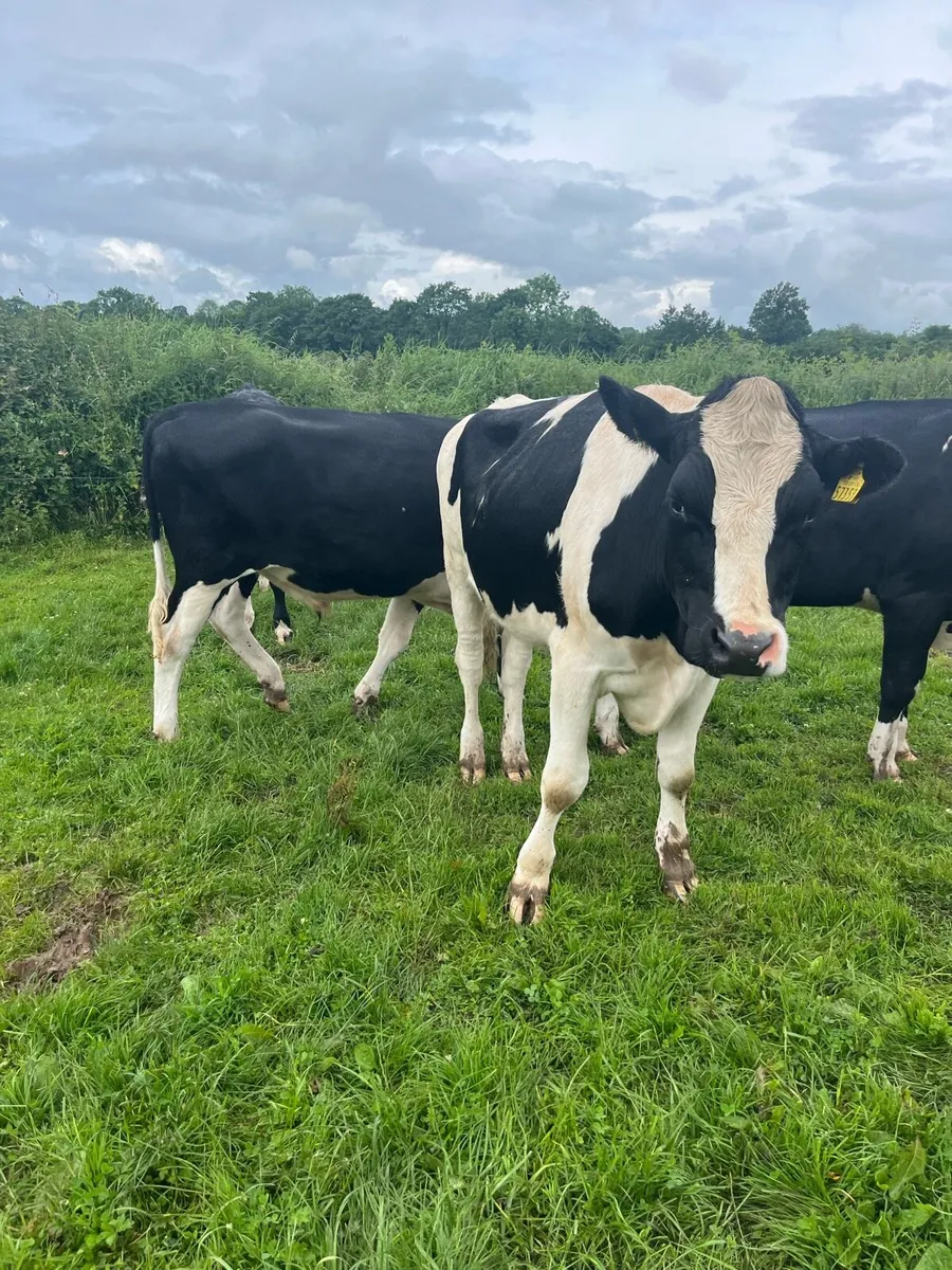12 fr Bullocks - Image 2