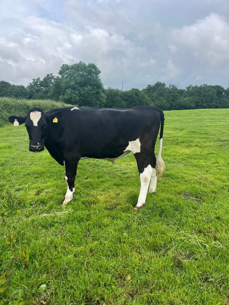 12 fr Bullocks - Image 4