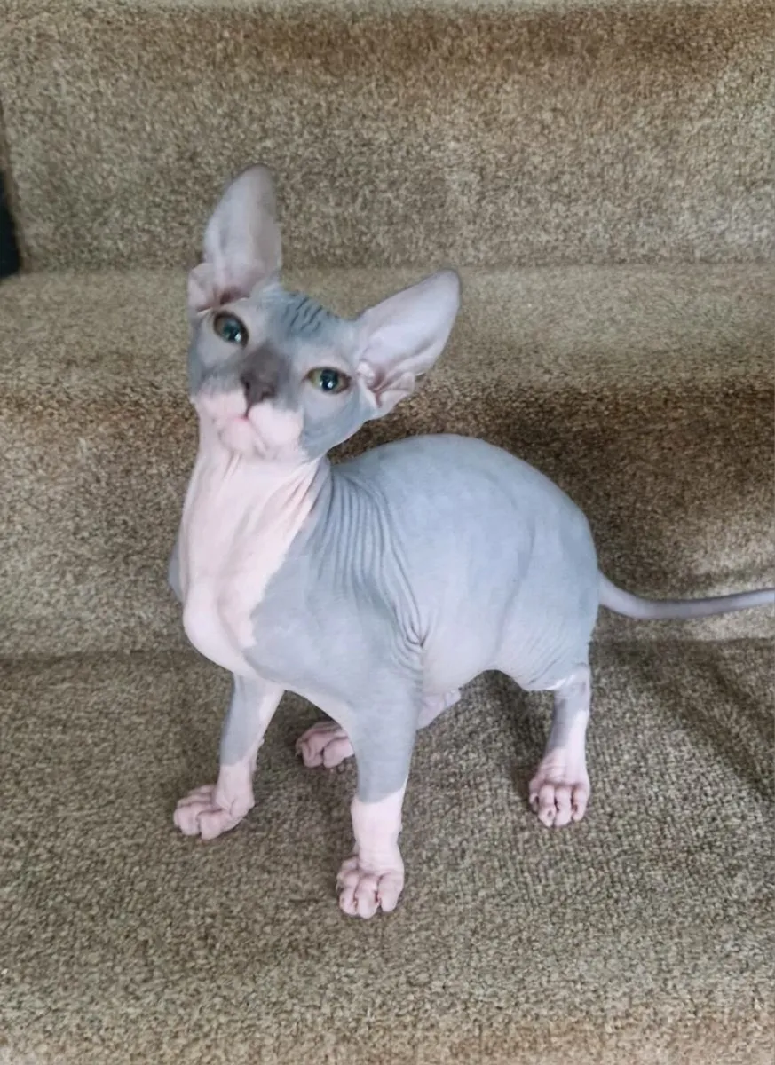 Lilac male sphynx kitten - Image 1