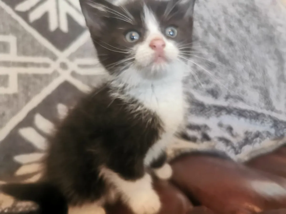 Kittens - Image 3