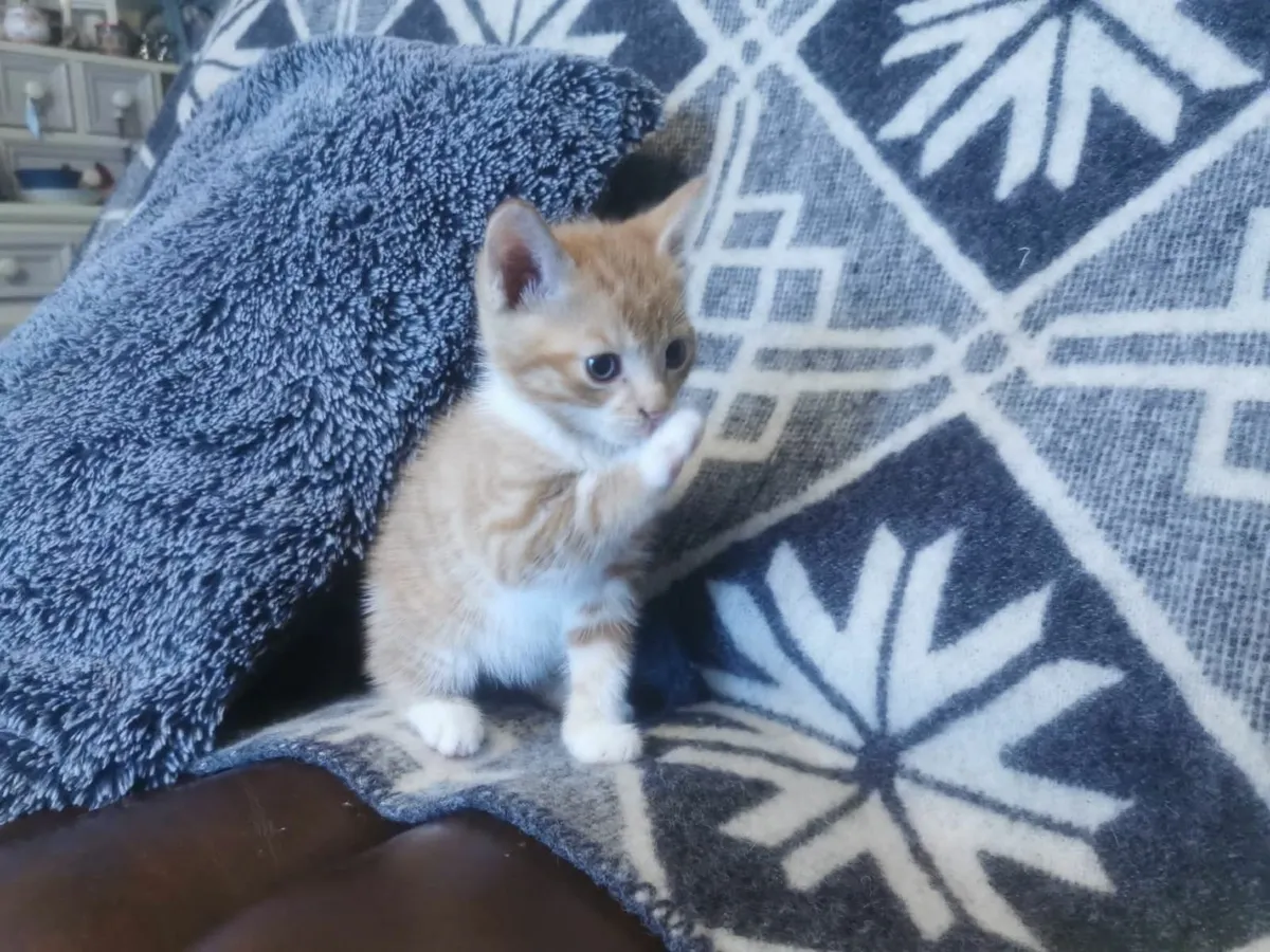 Kittens - Image 4