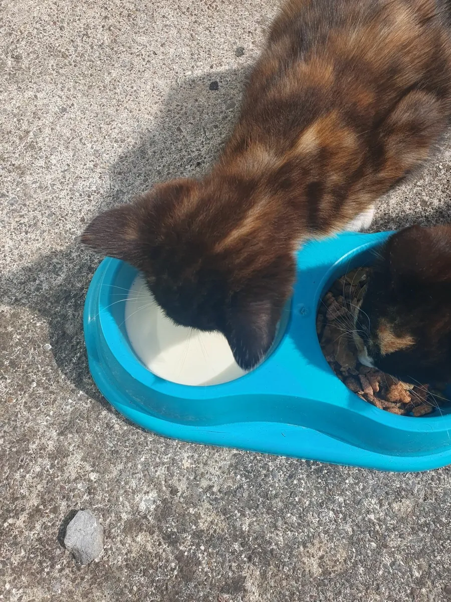 Kittens - Image 1