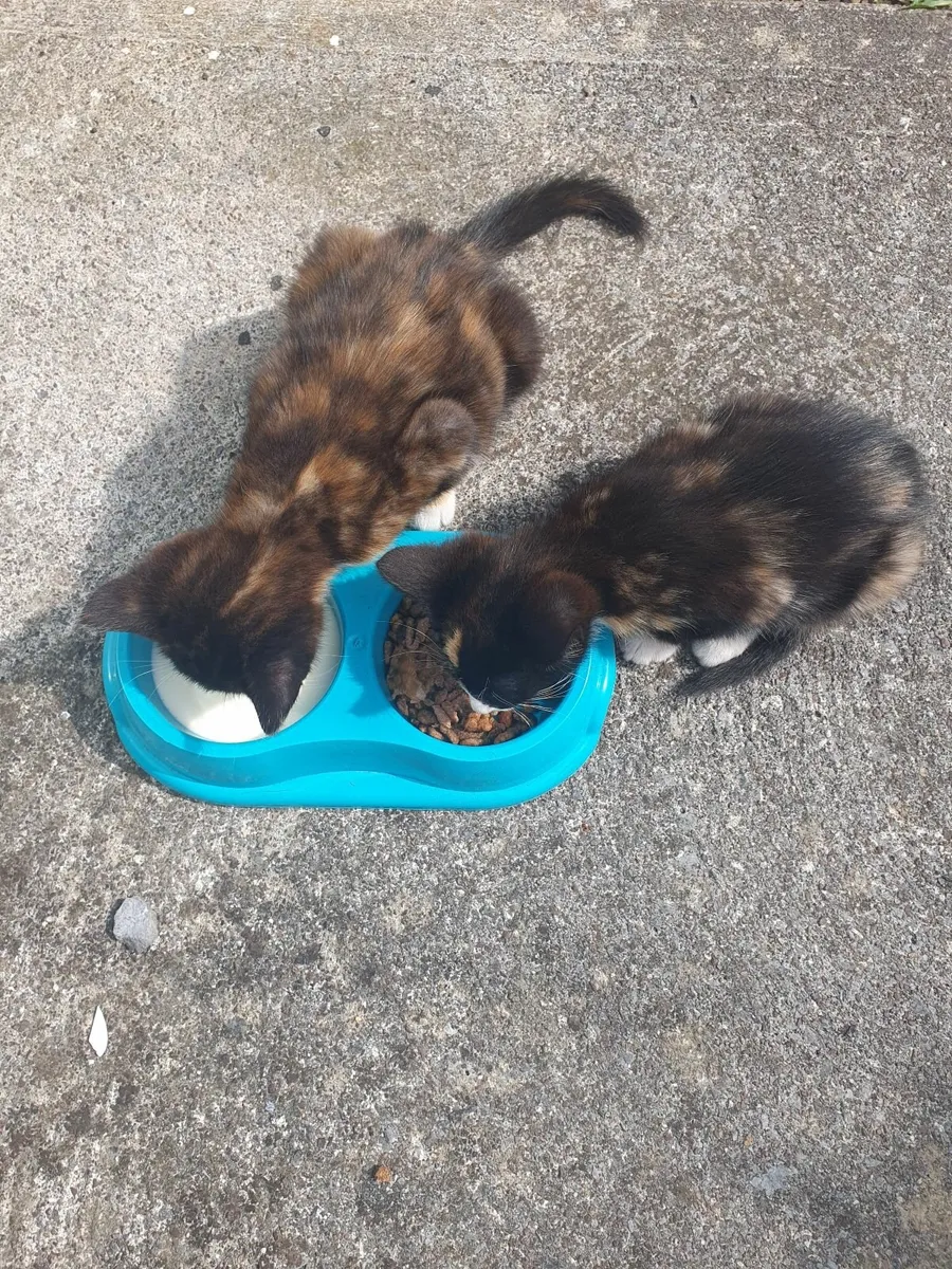 Kittens - Image 2