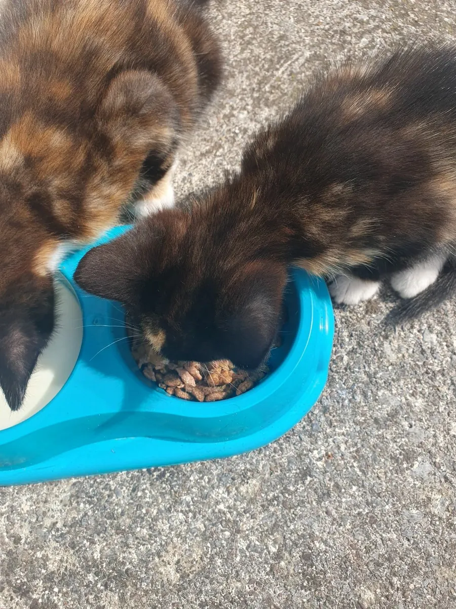 Kittens - Image 3