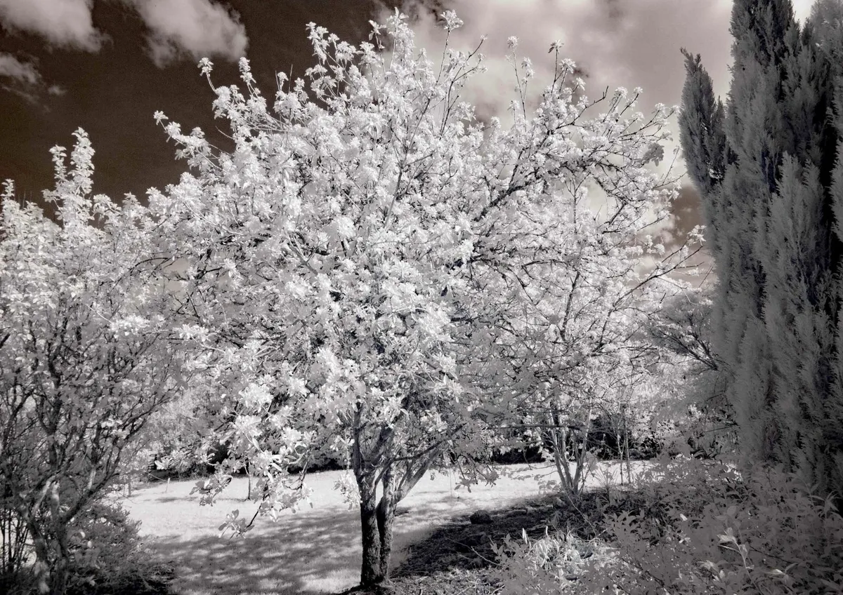Infrared converted Nikon D80 camera. - Image 1