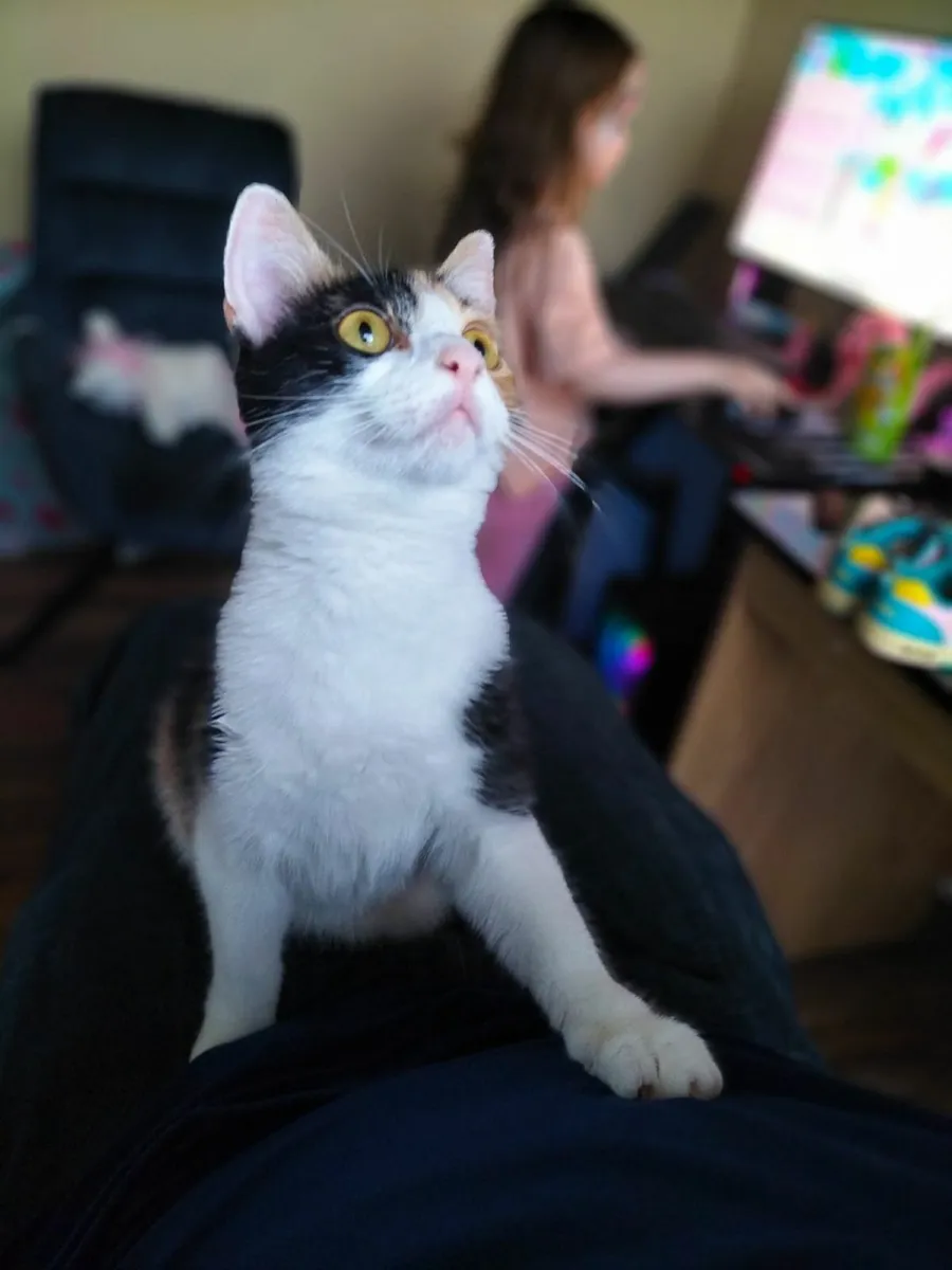 cat