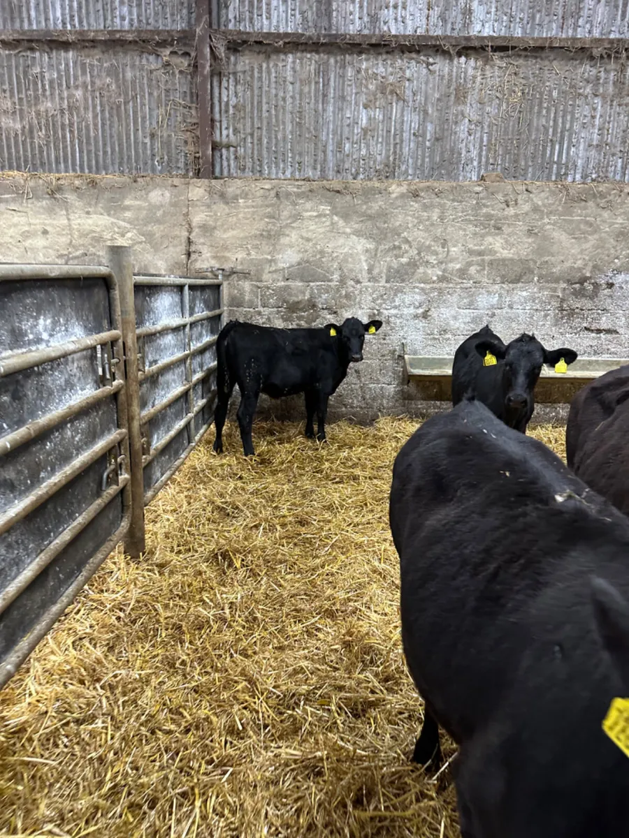 Angus heifers - Image 3