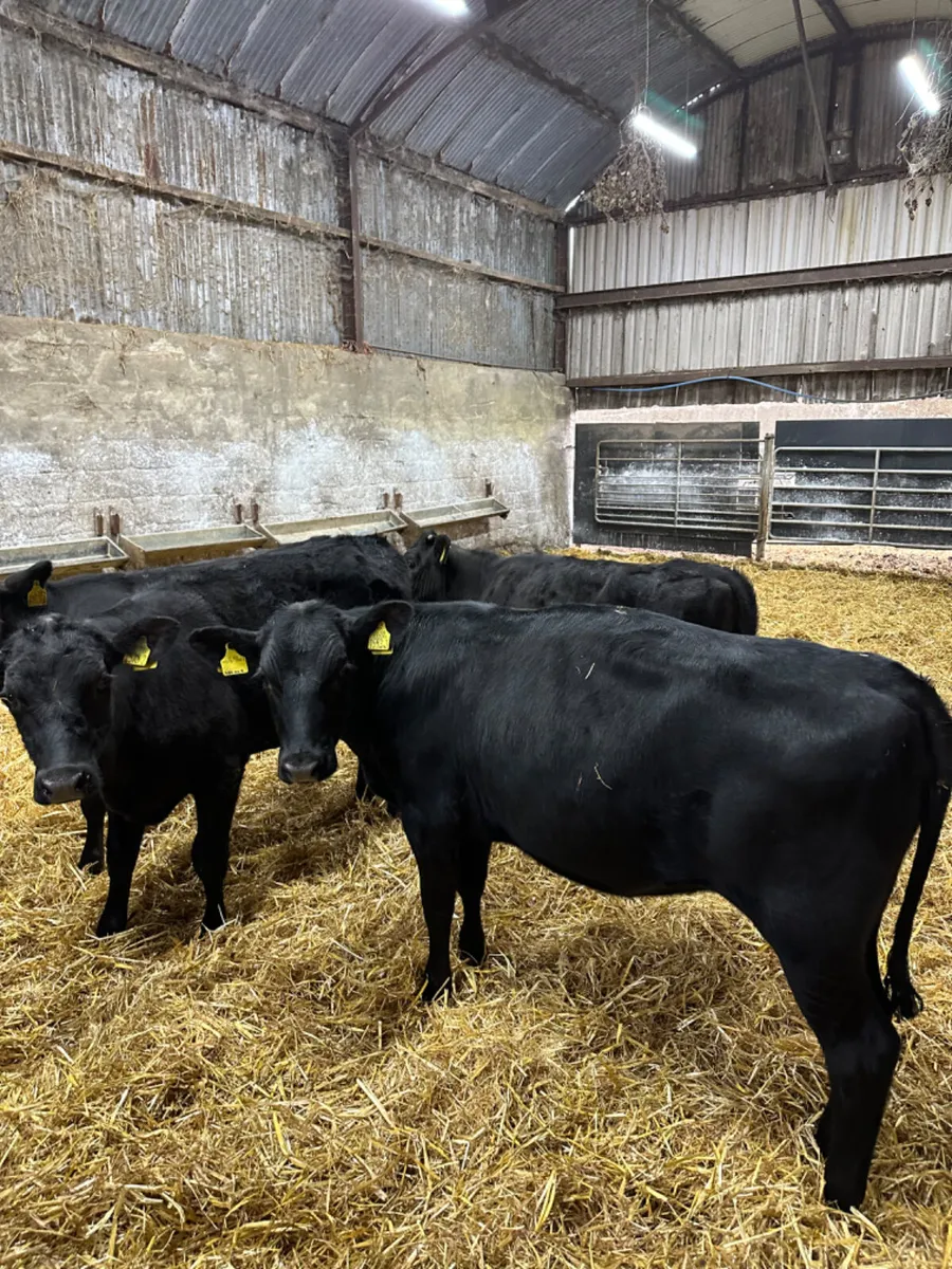 Angus heifers - Image 2