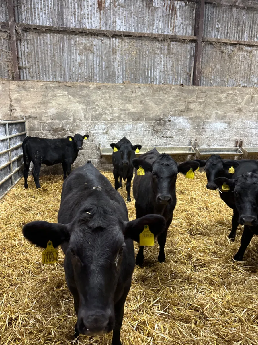 Angus heifers - Image 1