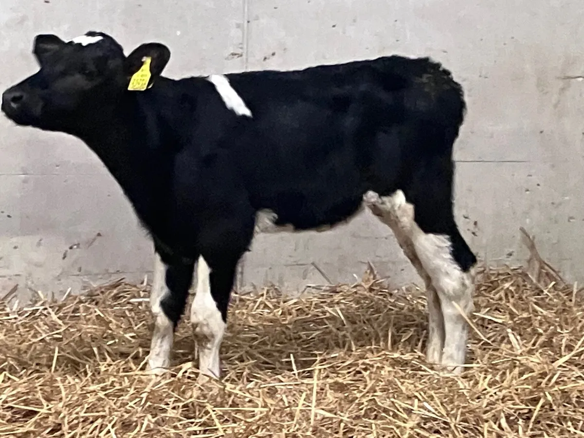 4 Freisan heifer calves for sale - Image 2