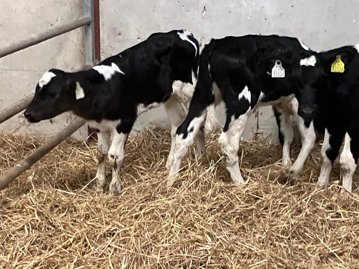 4 Freisan heifer calves for sale - Image 3