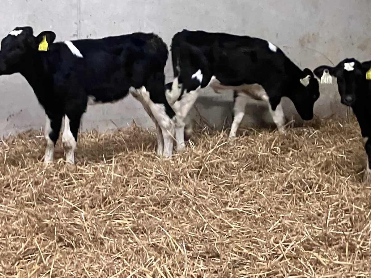 4 Freisan heifer calves for sale - Image 4