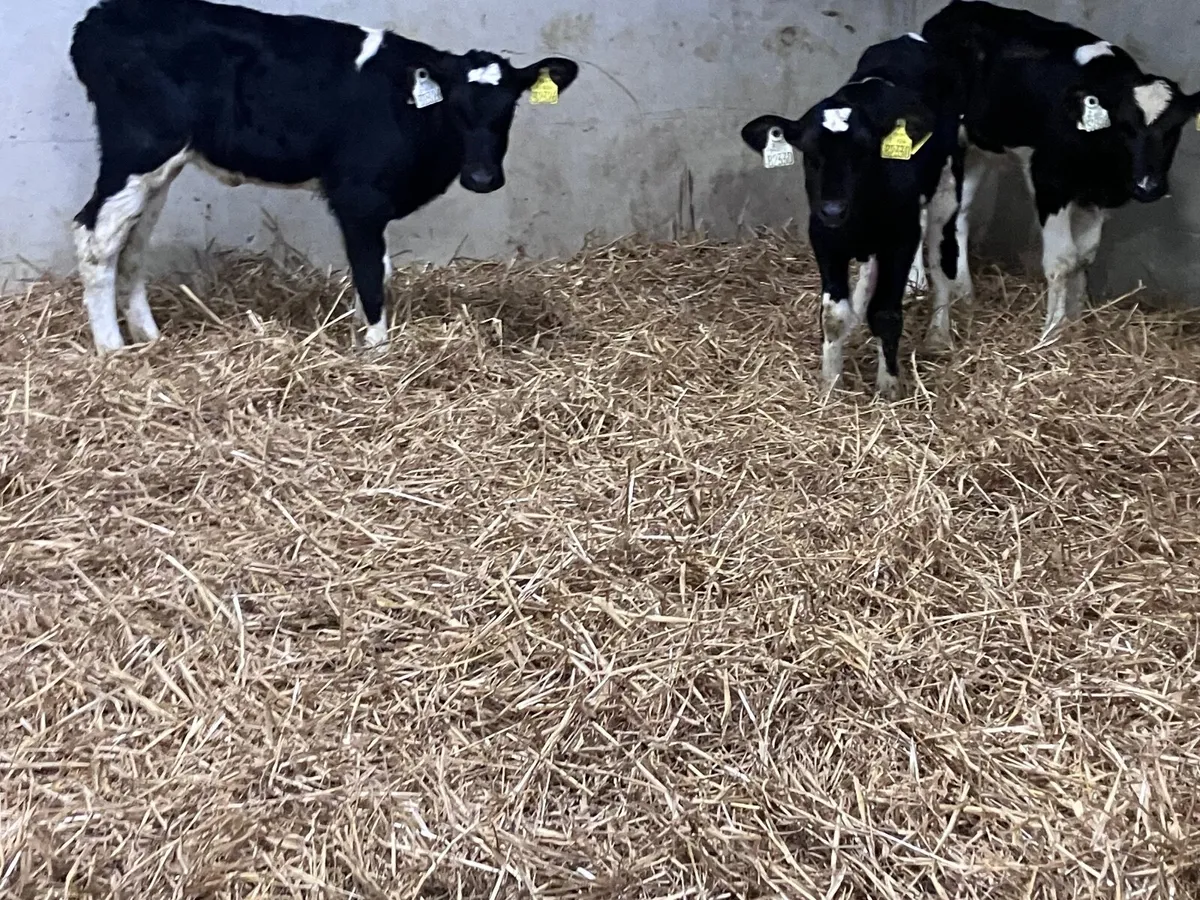 4 Freisan heifer calves for sale - Image 1