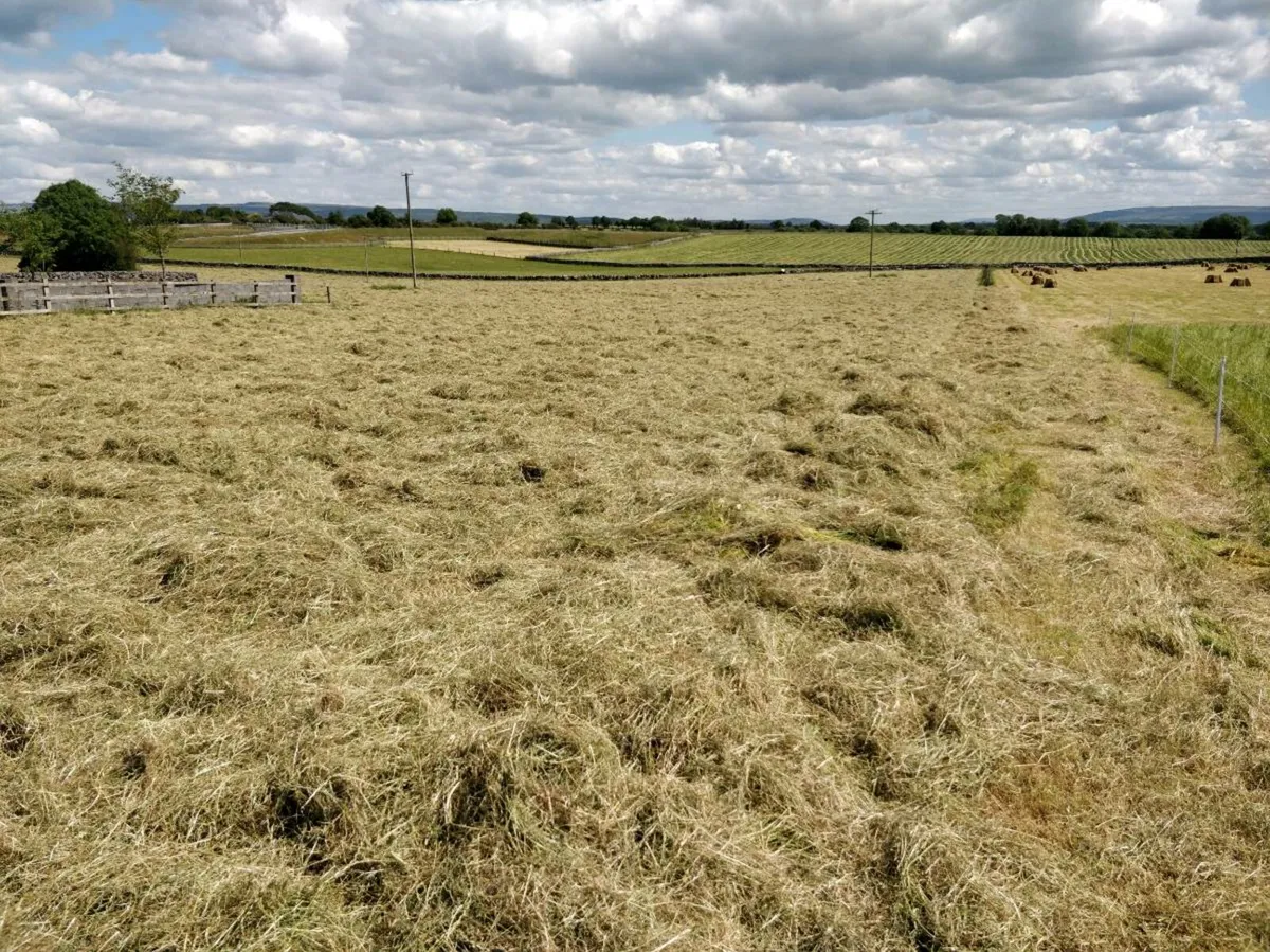 Hay - Image 1