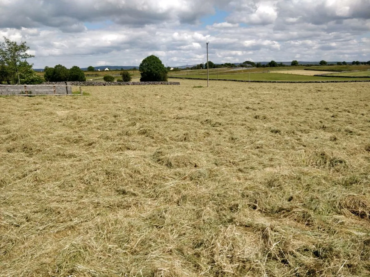 Hay - Image 2