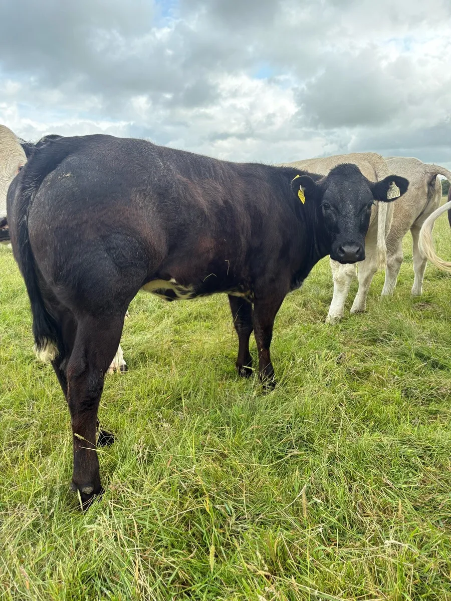 💥Smashing heifer 💥 - Image 1