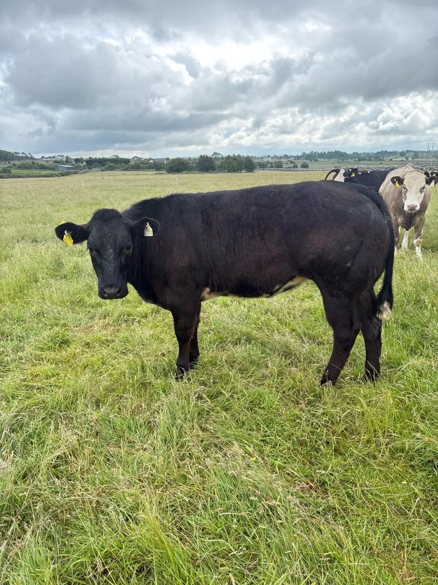 💥Smashing heifer 💥 - Image 3
