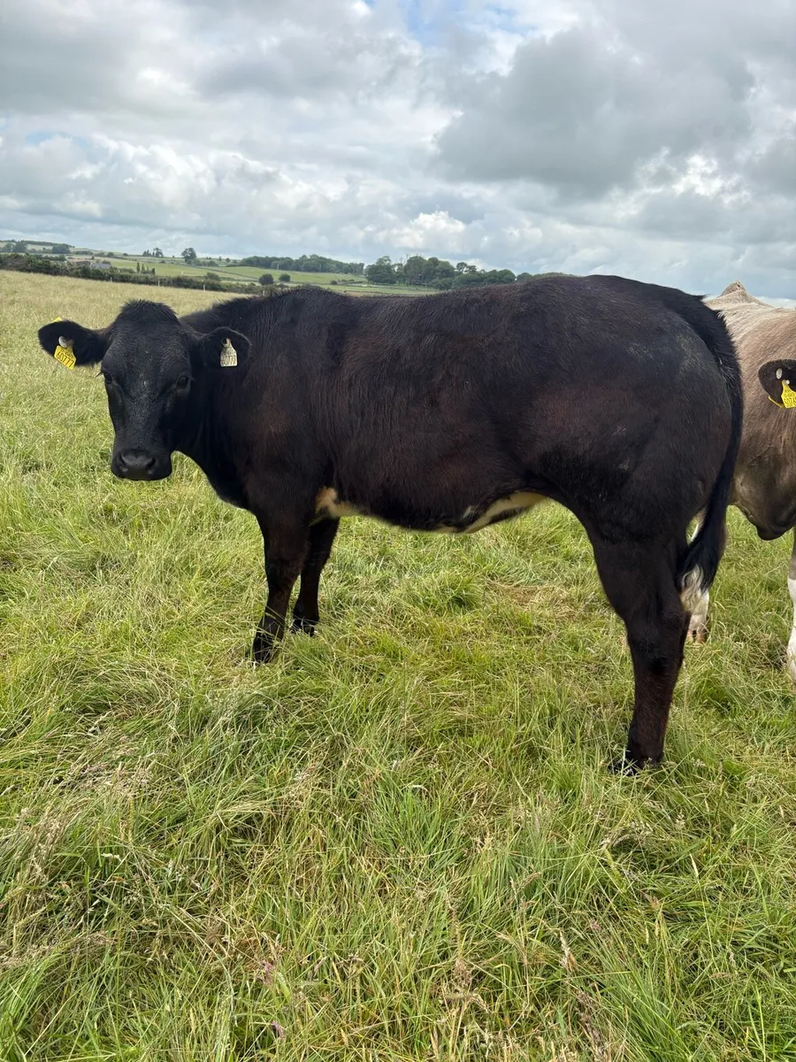 💥Smashing heifer 💥 - Image 4