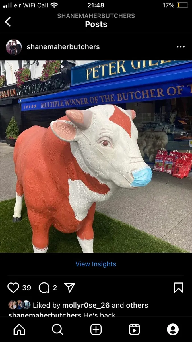 Full size bull - Image 2