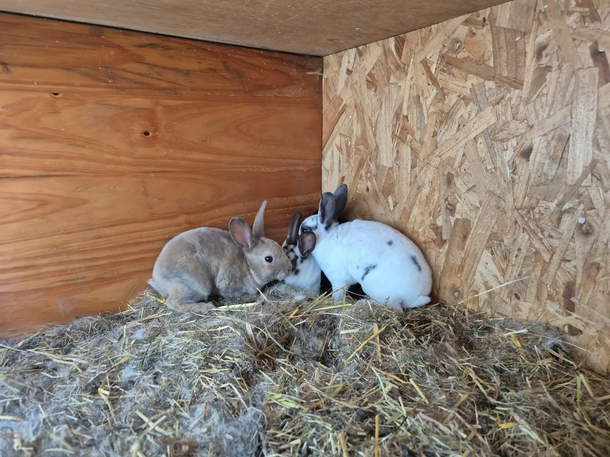 Rabbits - Image 2