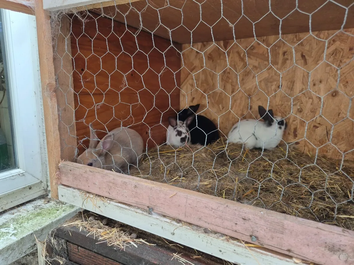 Rabbits - Image 3