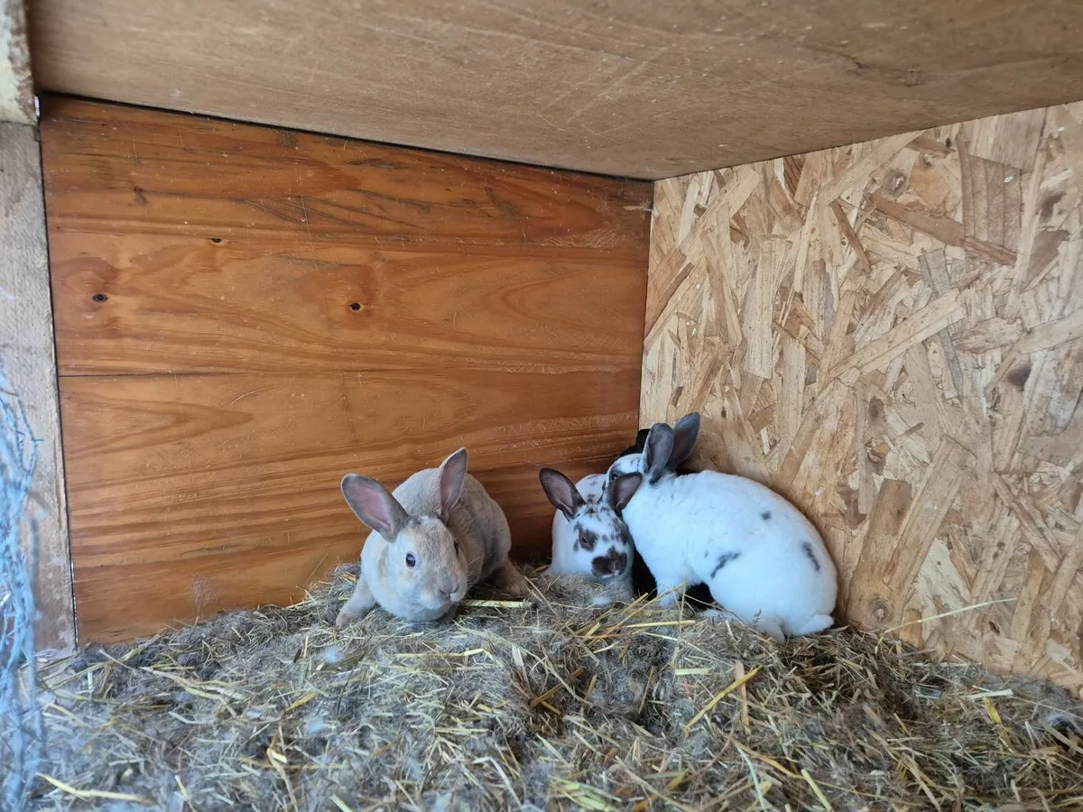 Rabbits - Image 4
