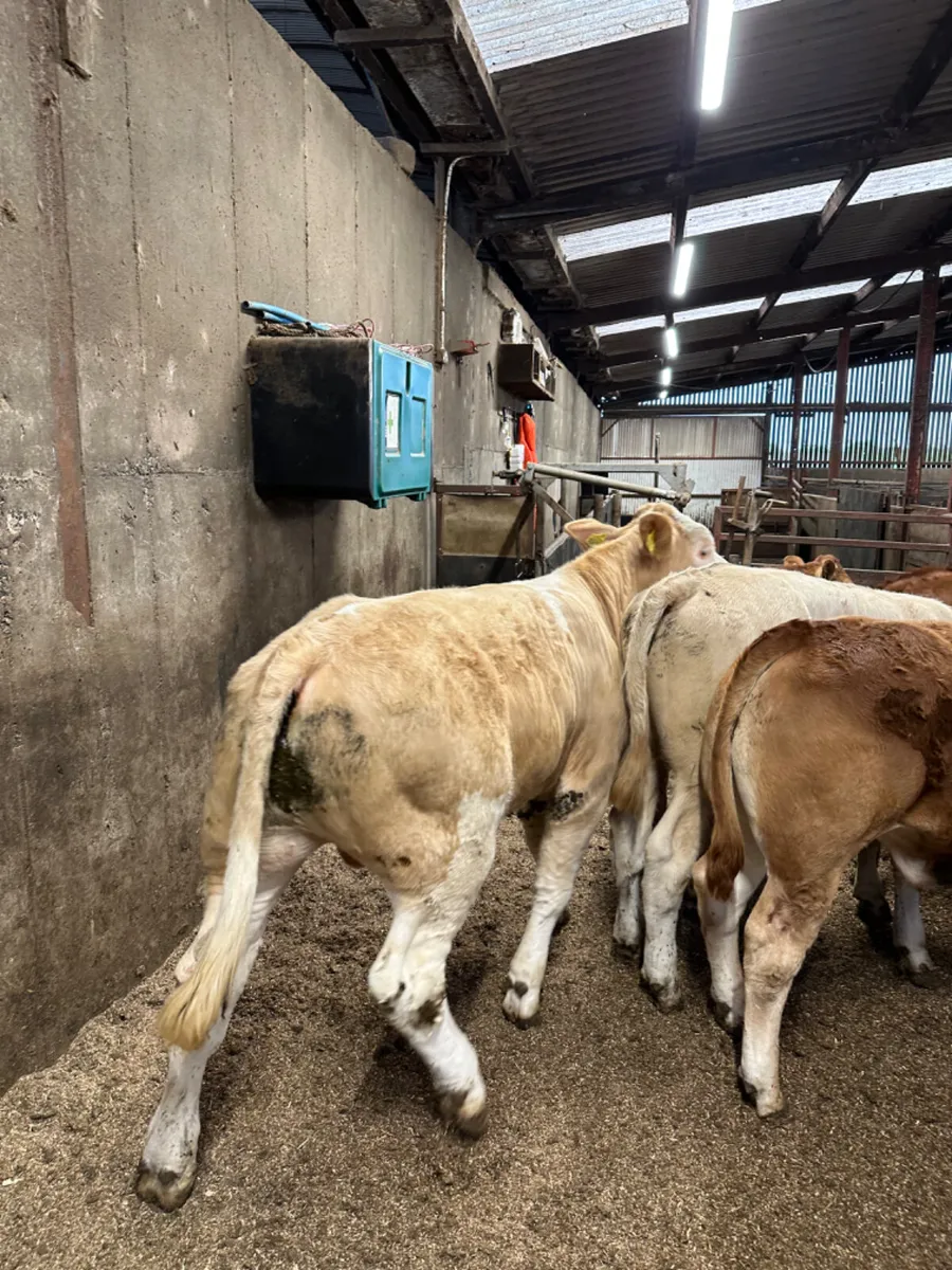 Charolais and lim bullocks - Image 1