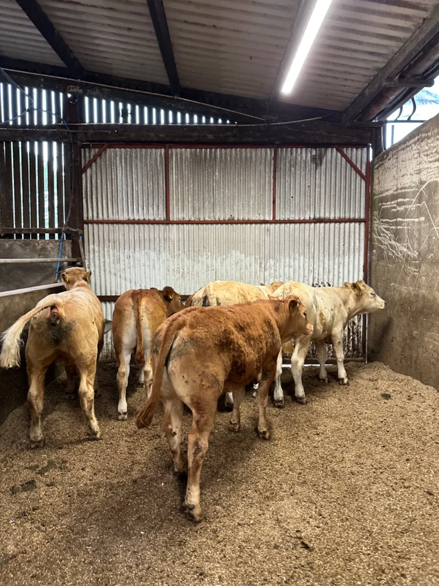 Charolais and lim bullocks - Image 4