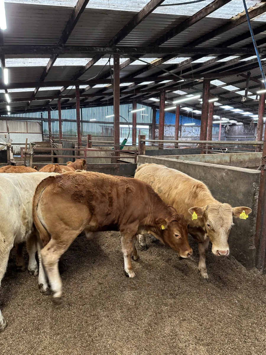 Charolais and lim bullocks - Image 2