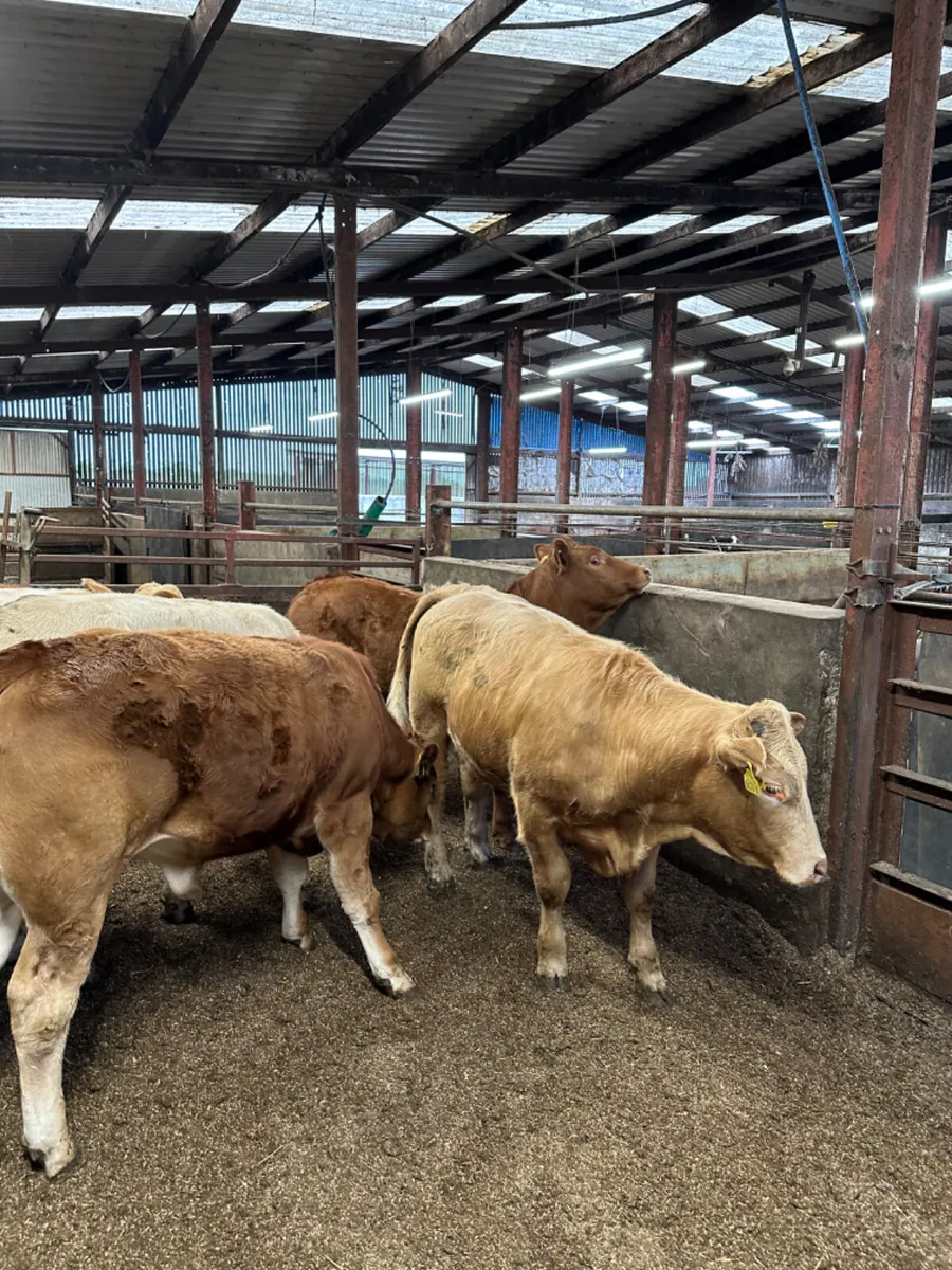 Charolais and lim bullocks - Image 3