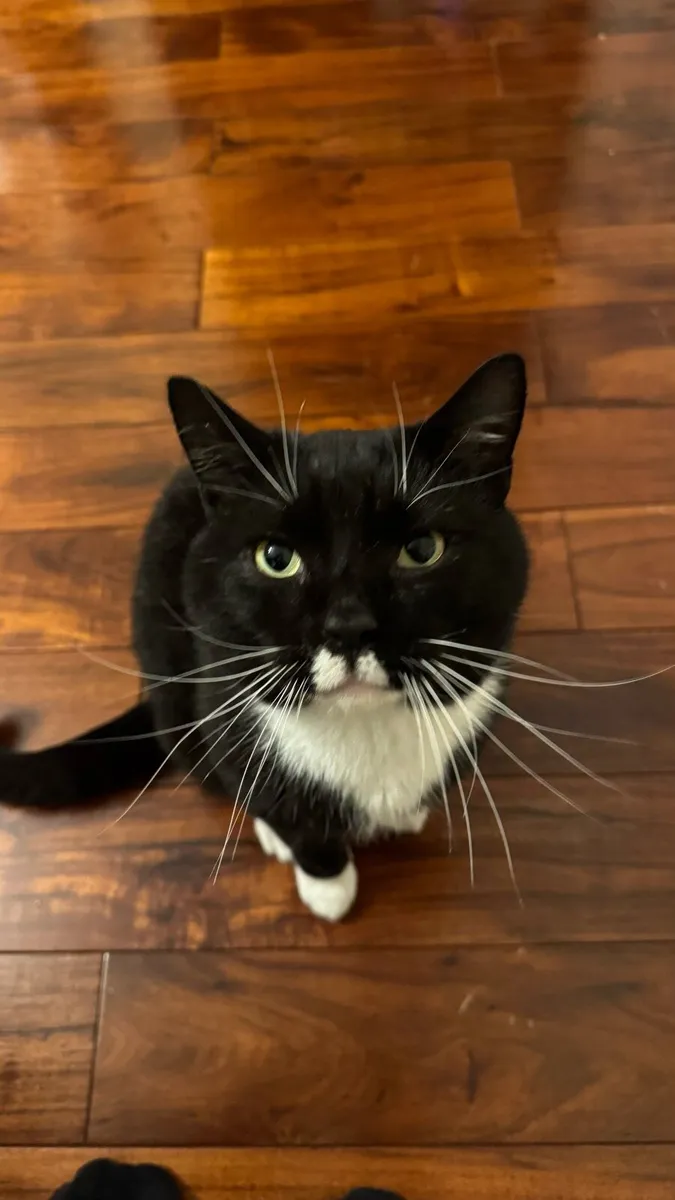 4 yo male cat - Image 1